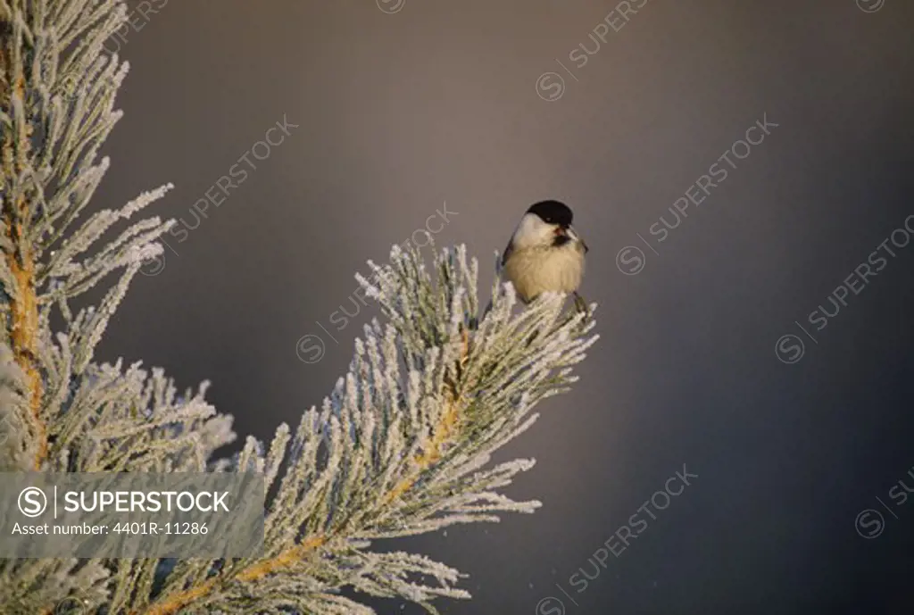 Willow tit perching on tree branch