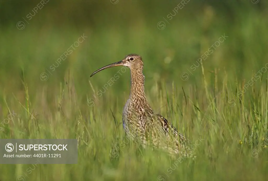 Curlew standing among grass