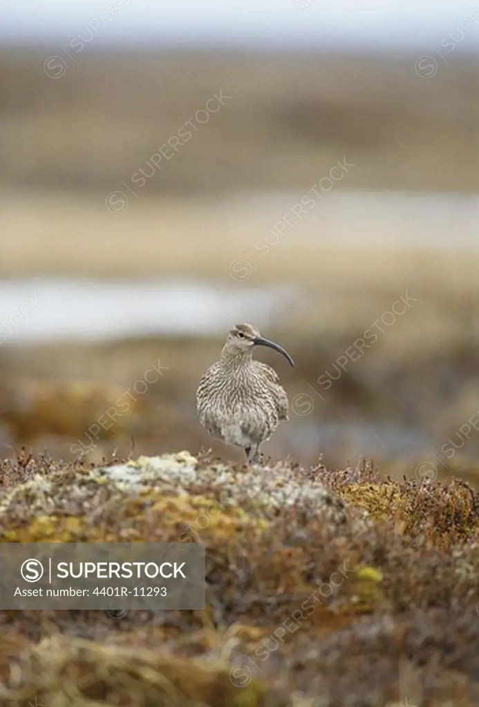 Whimbrel standing on rock