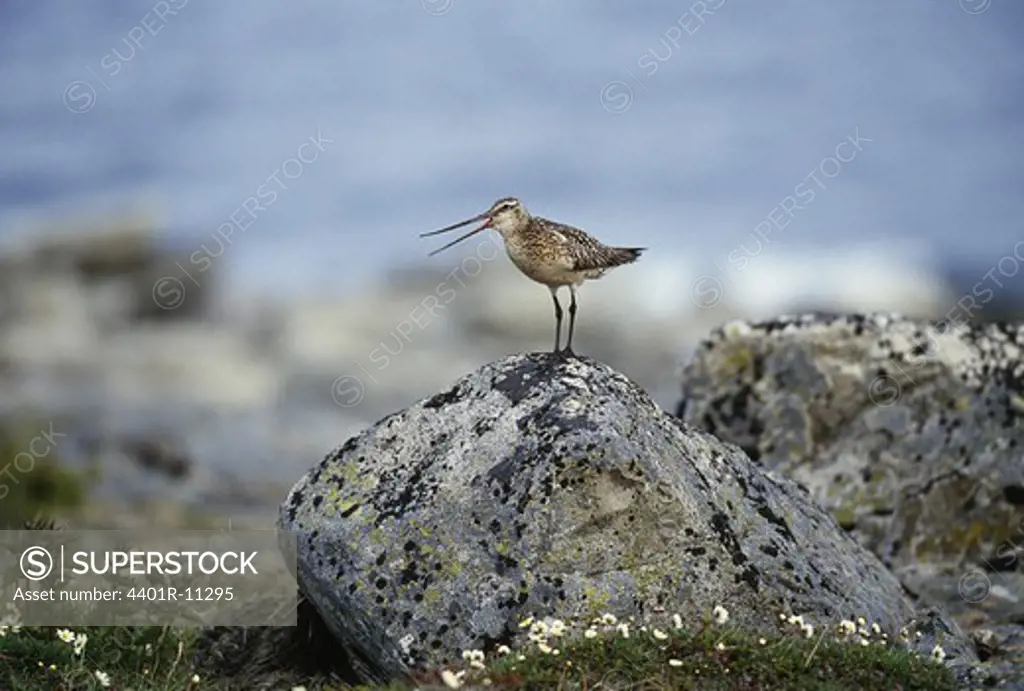 Bar-tailed godwit standing on rock