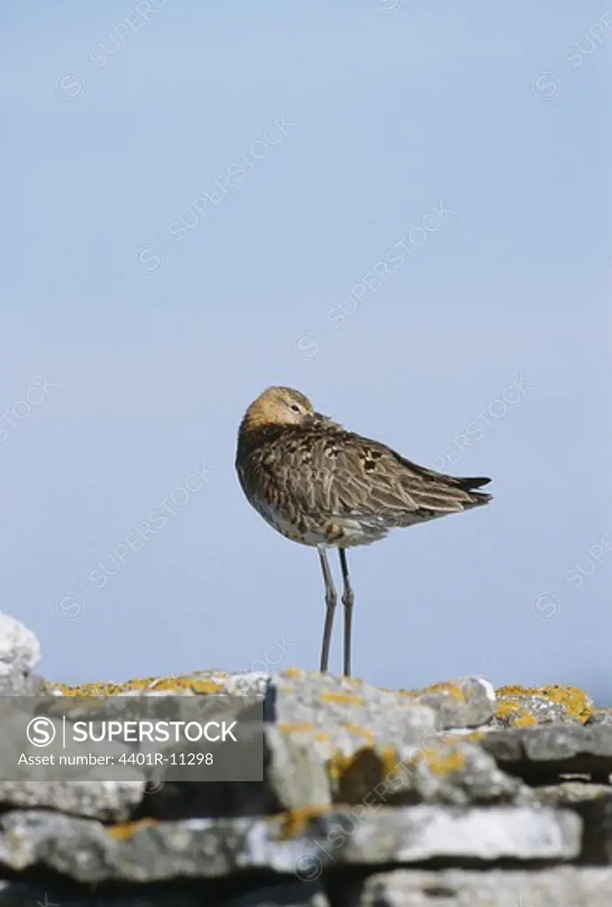 Black-tailed godwit standing on rock
