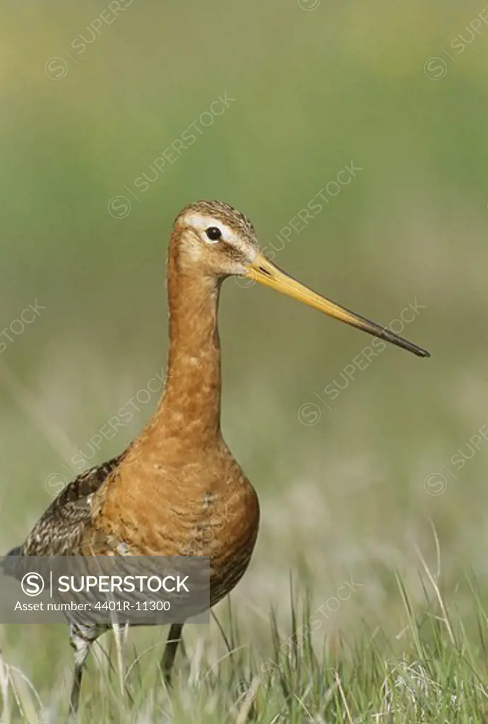 Black-tailed godwit standing on grass