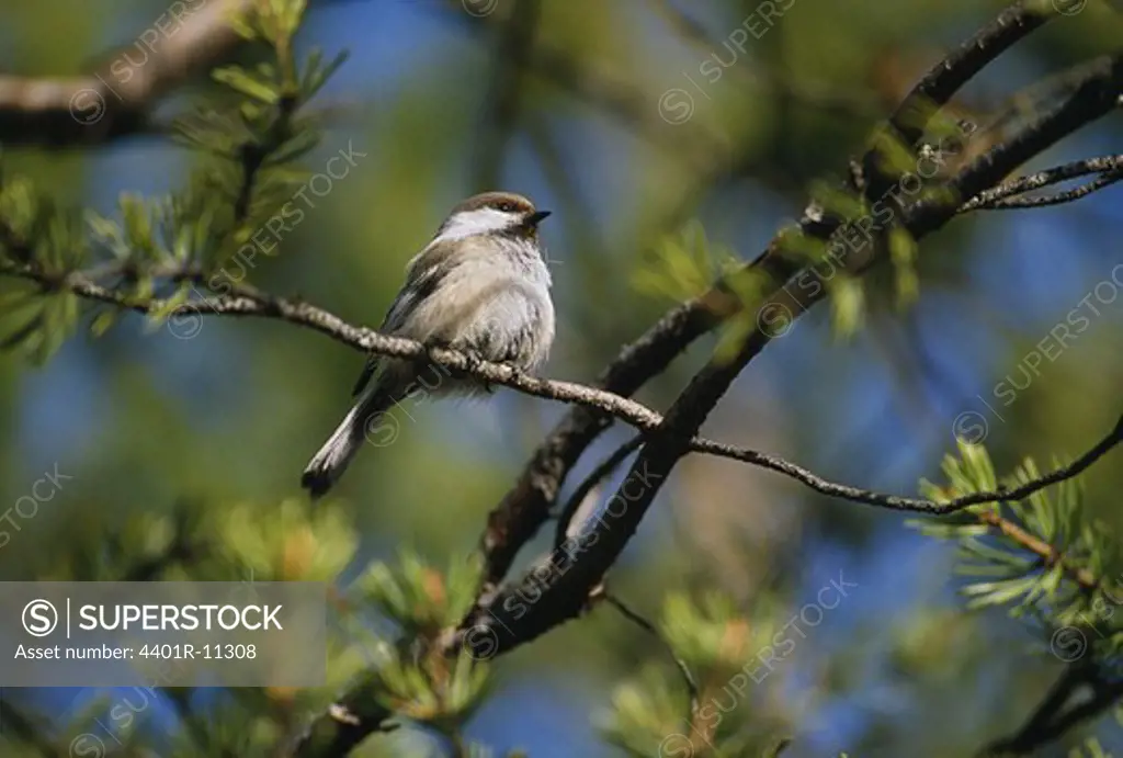 Siberian tit perching on branch