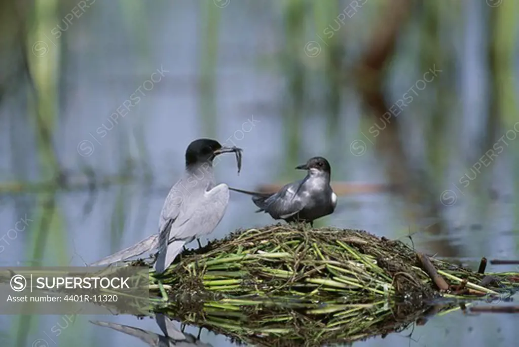 Black tern in nest