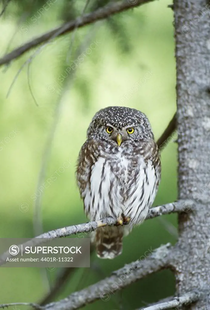 Pygmy owl perching on branch