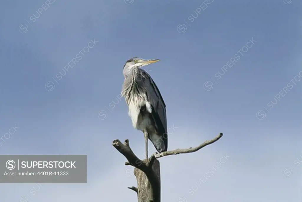 Grey heron perching on branch, low angle view