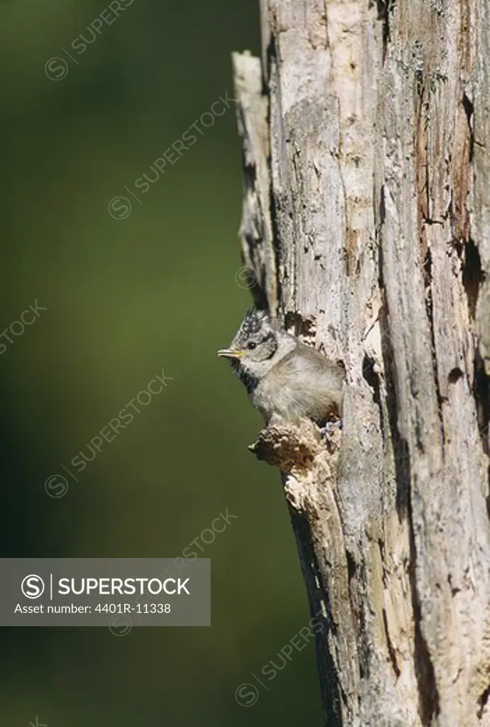 Woodpecker in hole of tree trunk