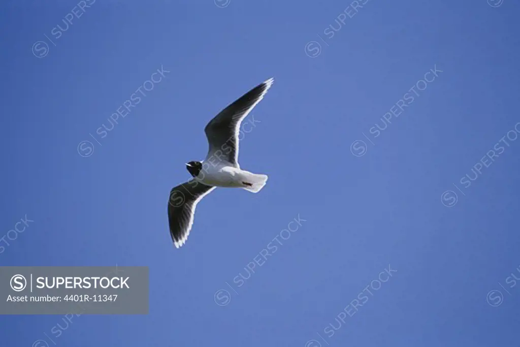 Gull in flight, low angle view