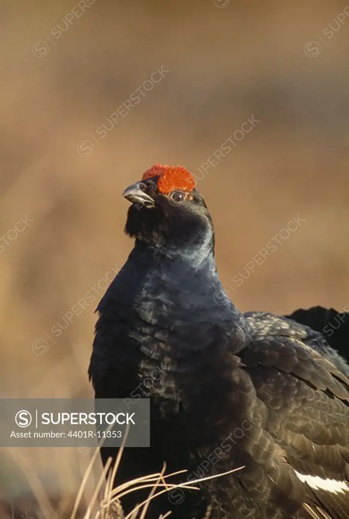 Black grouse, close-up