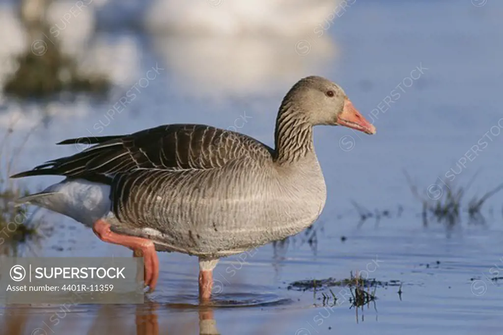 Greylag goose standing in water