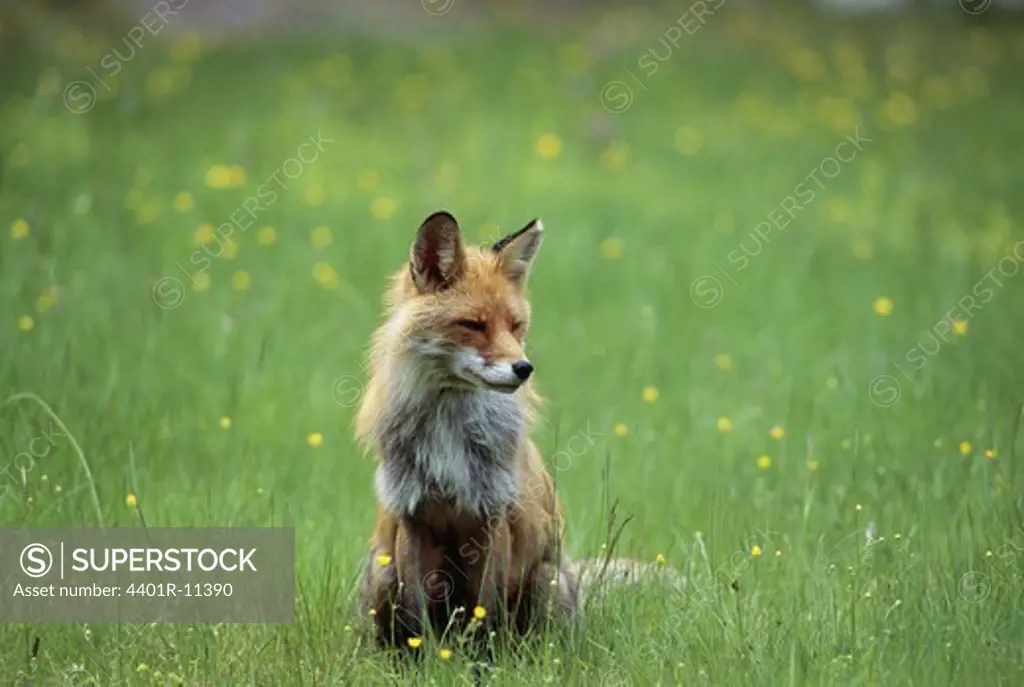 Fox sitting on grass