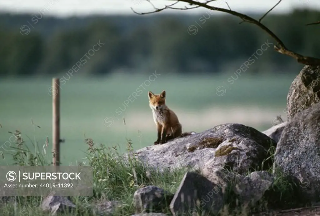Fox cub sitting on rock