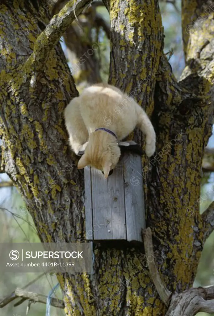 Cat playing on tree trunk