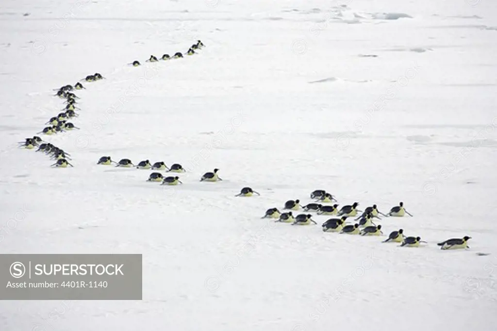 Emperor penguins, the Antarctic.