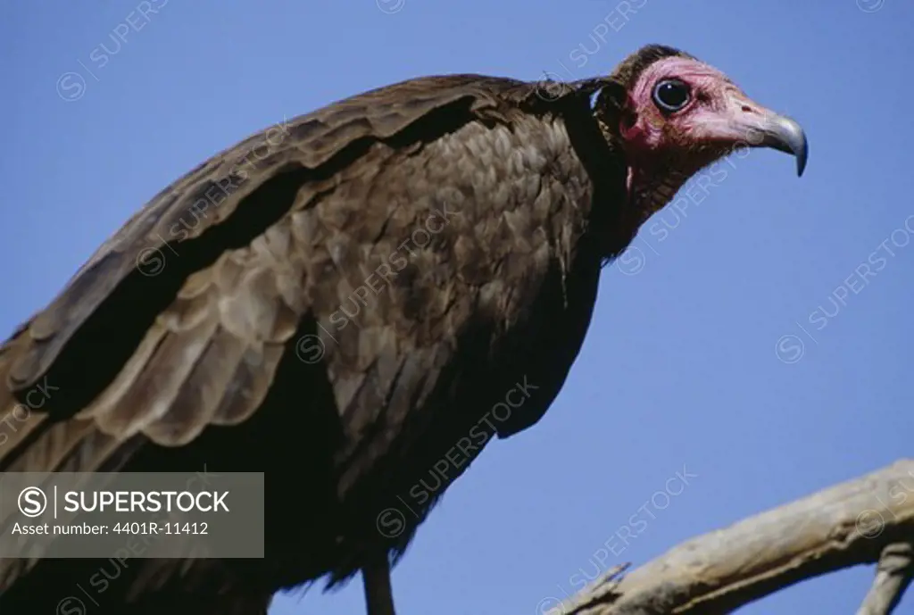Hooded vulture on branch, low angle view