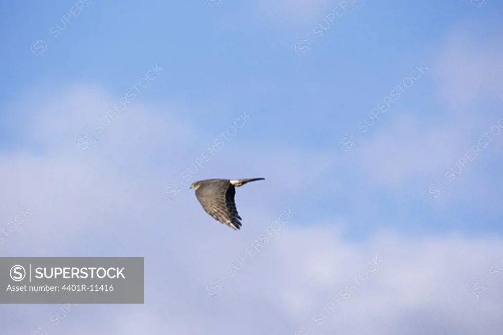 Sparrow hawk in flight, low angle view