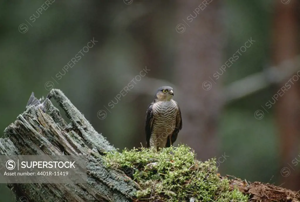 Bird perched on tree trunk