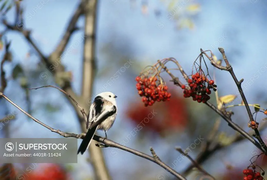 Bird perching on berry tree