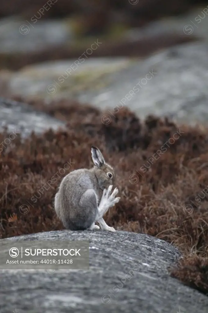 Mountain hare on rock