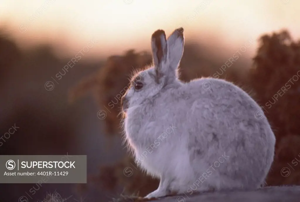 Mountain hare at sunset