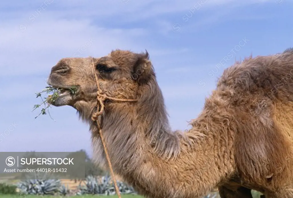 Dromedary camel eating grass