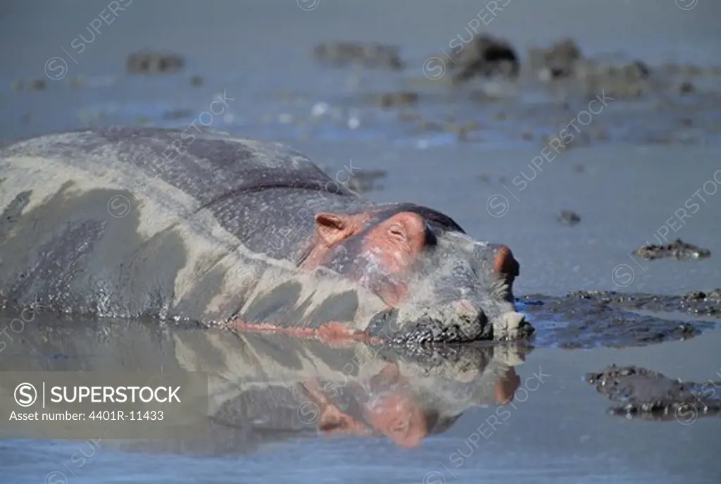 Hippopotamus wallowing in water