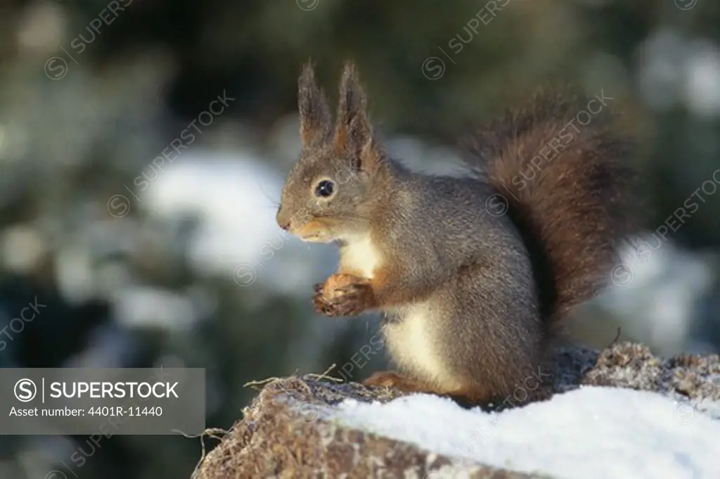 Squirrel standing in snow