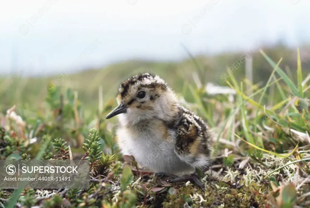 Young bird on grass