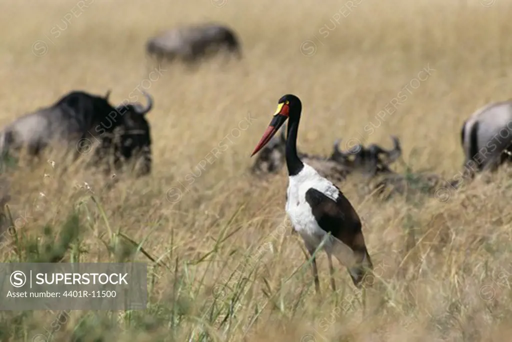 Stork standing among animals