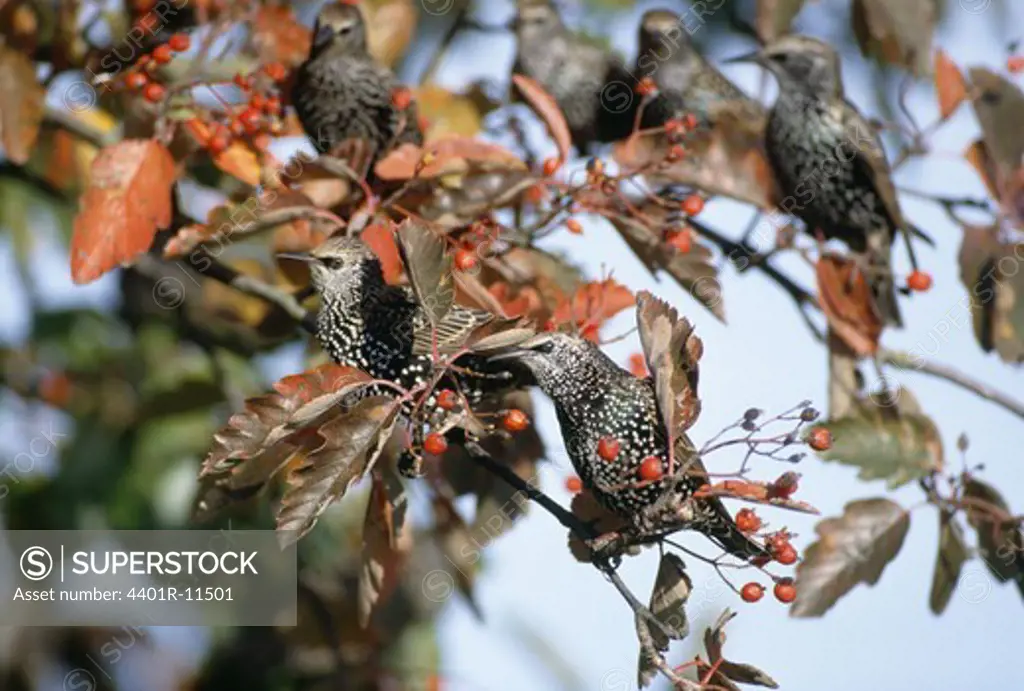 Starlings perched on tree