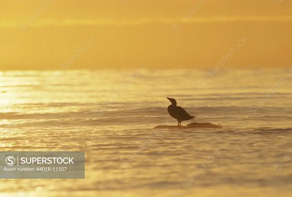 Eider duck on rock in sea