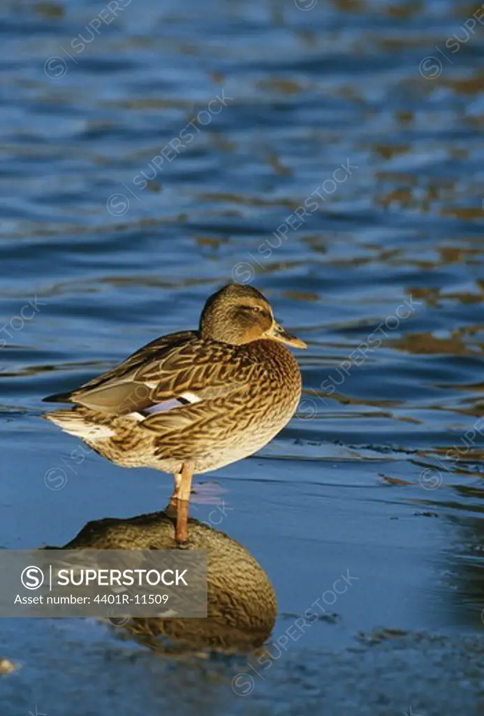 Reflection of mallard duck on lake