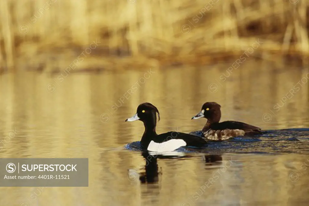 Pair of tufted ducks on lake