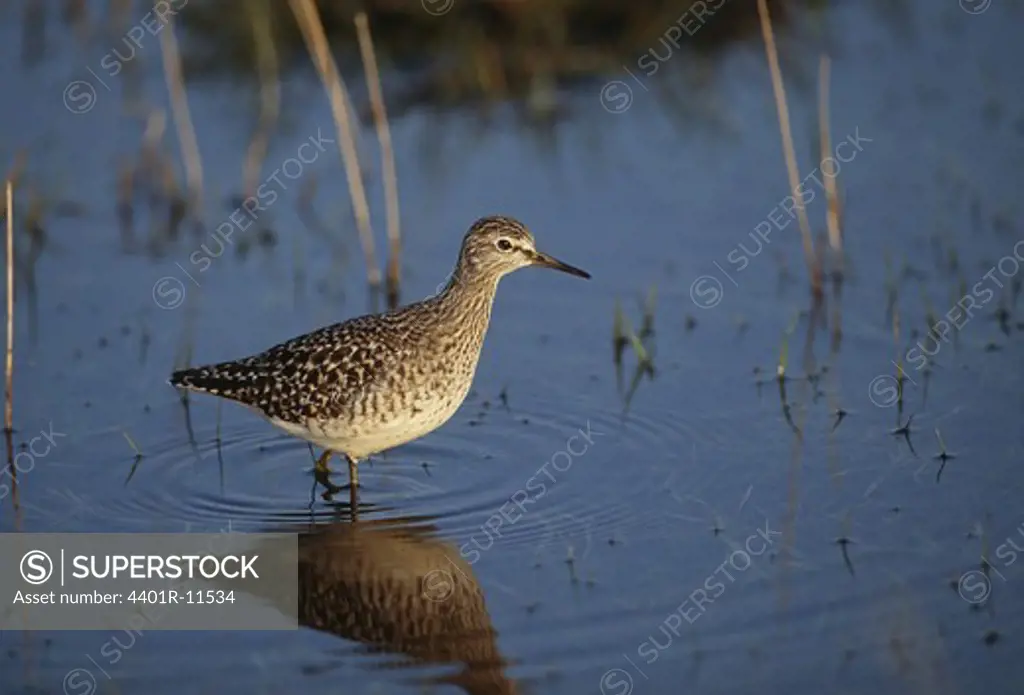 Reflection of sandpiper in water