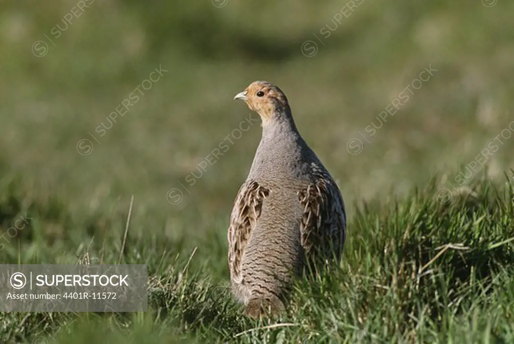 Grey Partridge on grass looking away