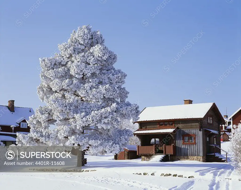 House and tree covered by snow