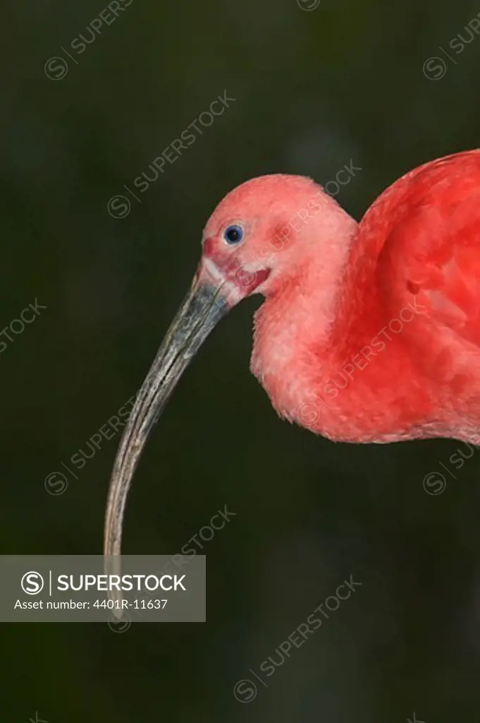 A red ibis