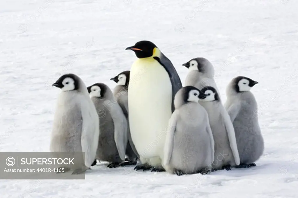 Emperor penguin with children, the Antarctic.