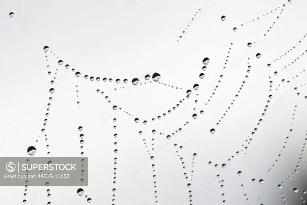 Cobweb with dewdrops