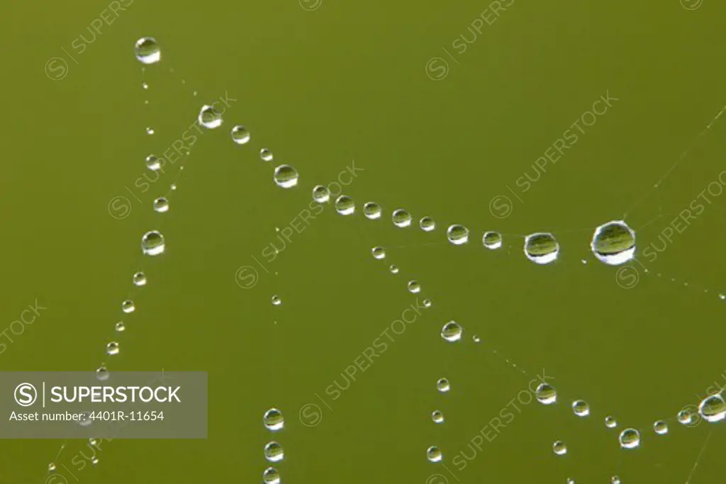 Cobweb with dewdrops