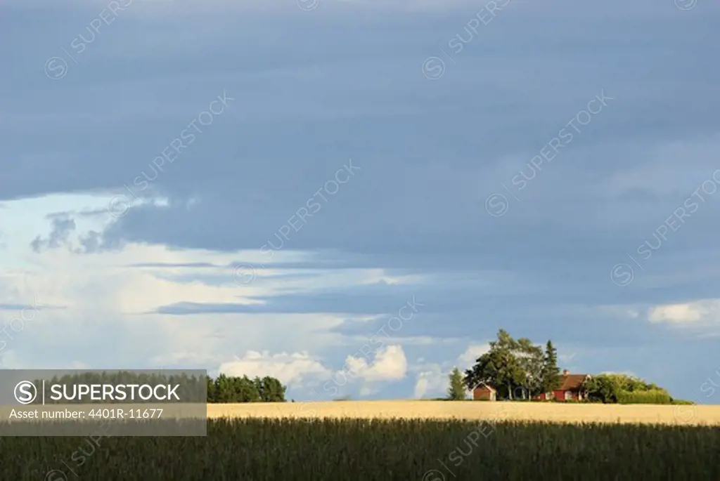 Scandinavian Peninsula, Sweden, Ostergotland, View of field with trees in background
