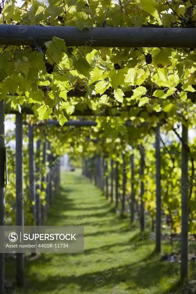 Scandinavia, Sweden, Skane, View of vineyard