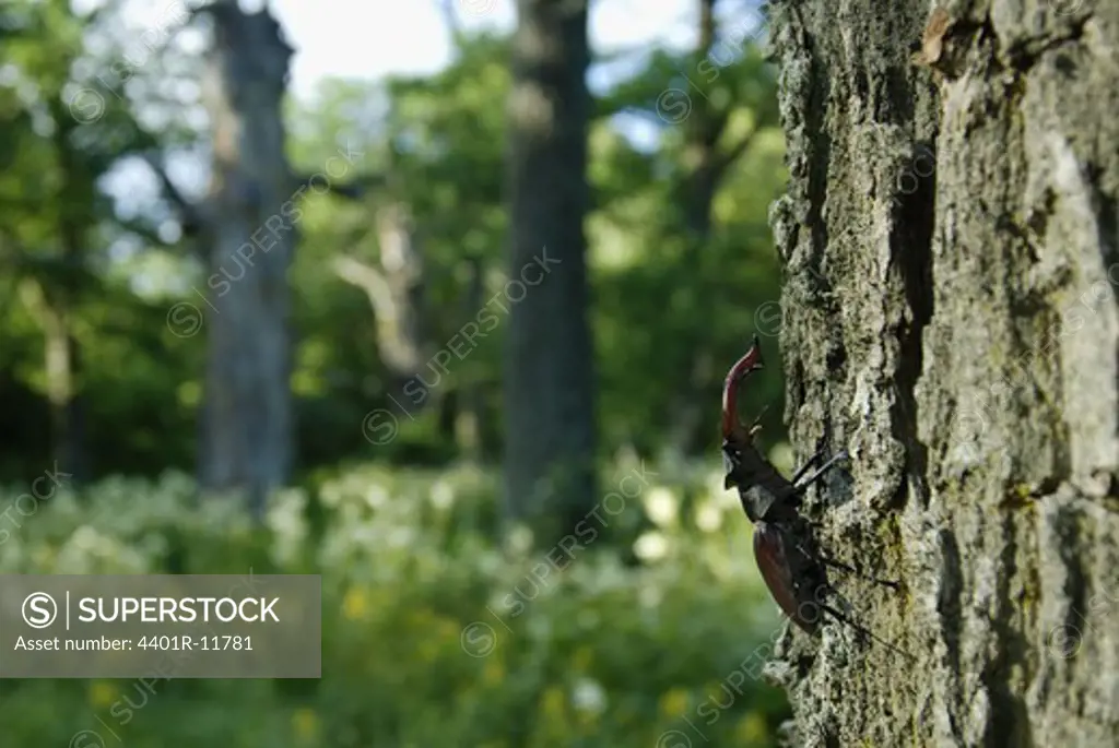 A stag beetle on a tree trunk