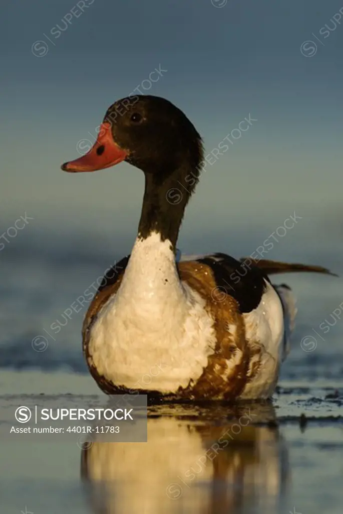 Scandinavia, Sweden, Oland, Common shelduck in water, close-up