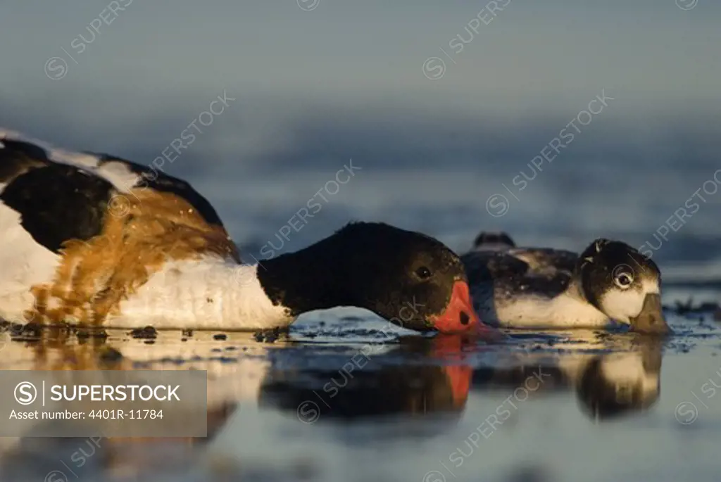 Scandinavia, Sweden, Oland, Common shelduck with duckling in water, close-up