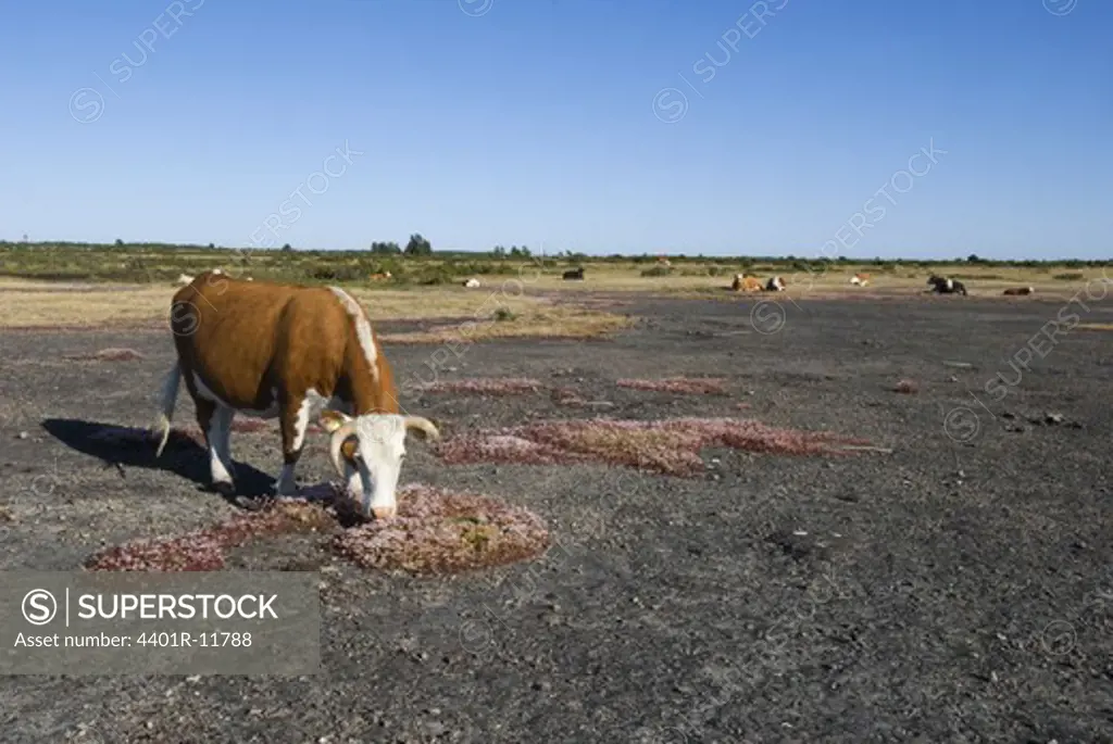 Scandinavia, Sweden, Oland, Cow grazing in landscape