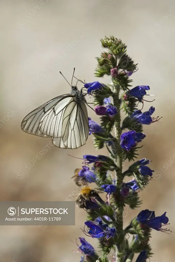 Scandinavia, Sweden, Oland, Black-veined White Butterfly sitting on flower, close-up