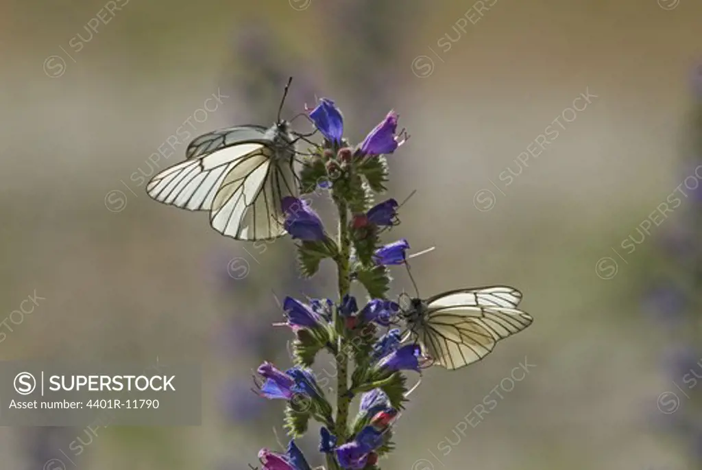 Scandinavia, Sweden, Oland, Black-veined White Butterfly sitting on flower, close-up