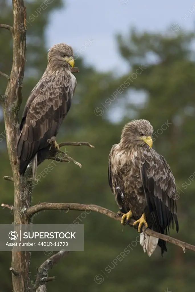 Scandinavia, Sweden, Smaland, White tailed eagles perching on branch