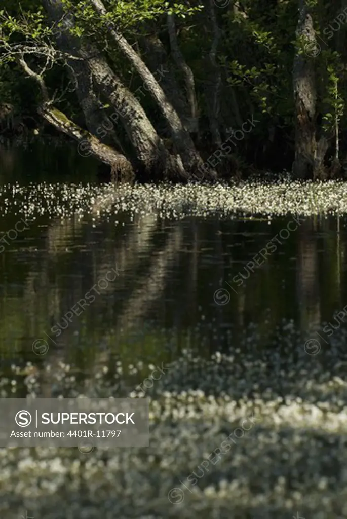 Scandinavia, Sweden, Oland, Flower floating on swamp, trees in background